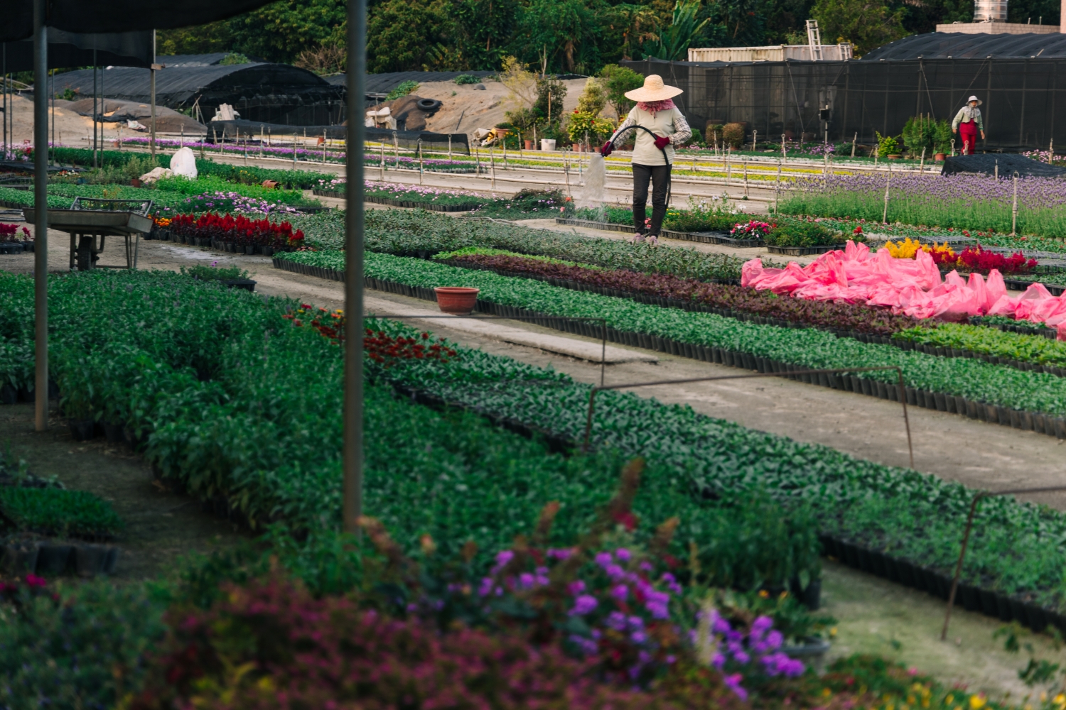 田尾公路花園