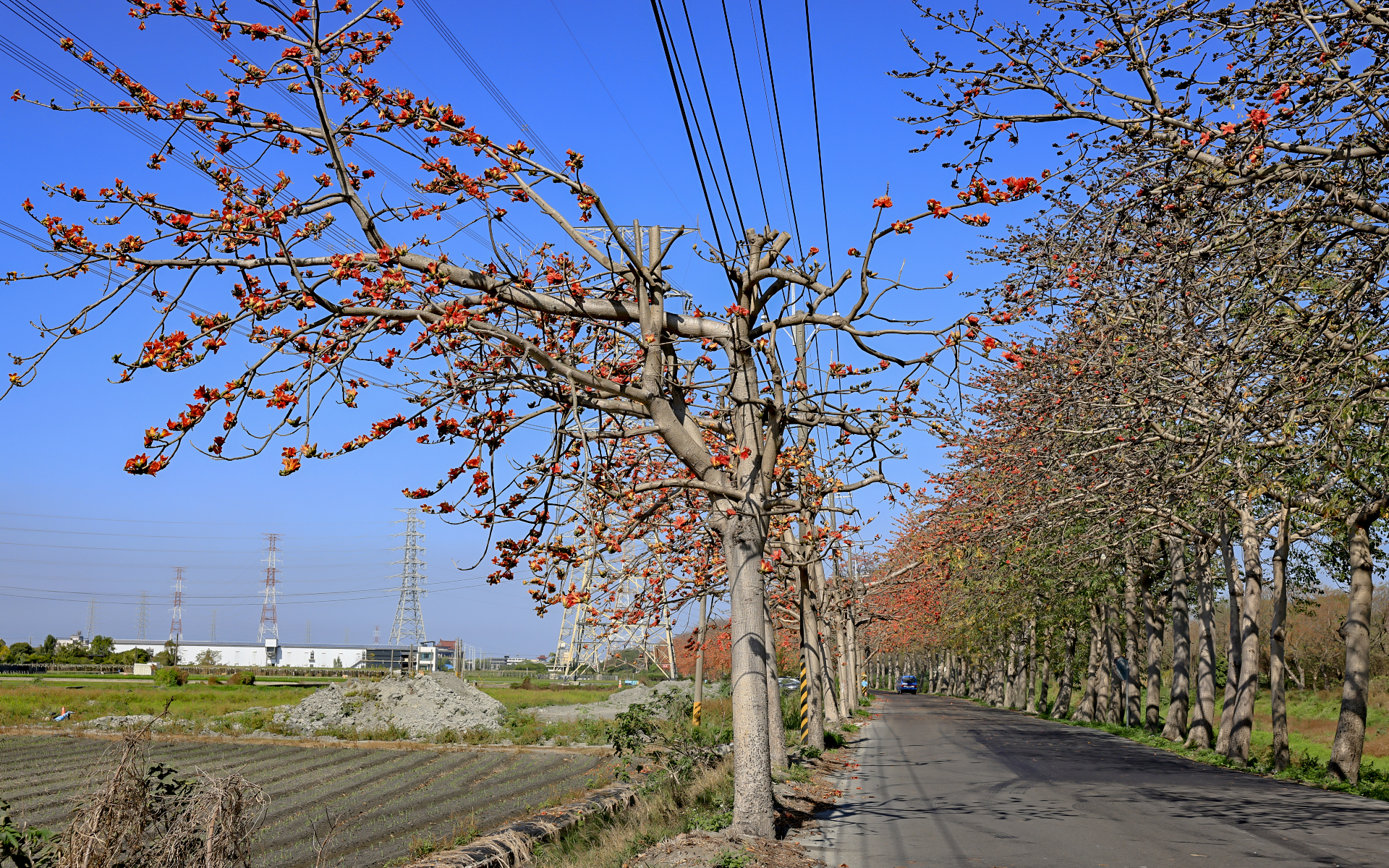 彰化の木棉の花