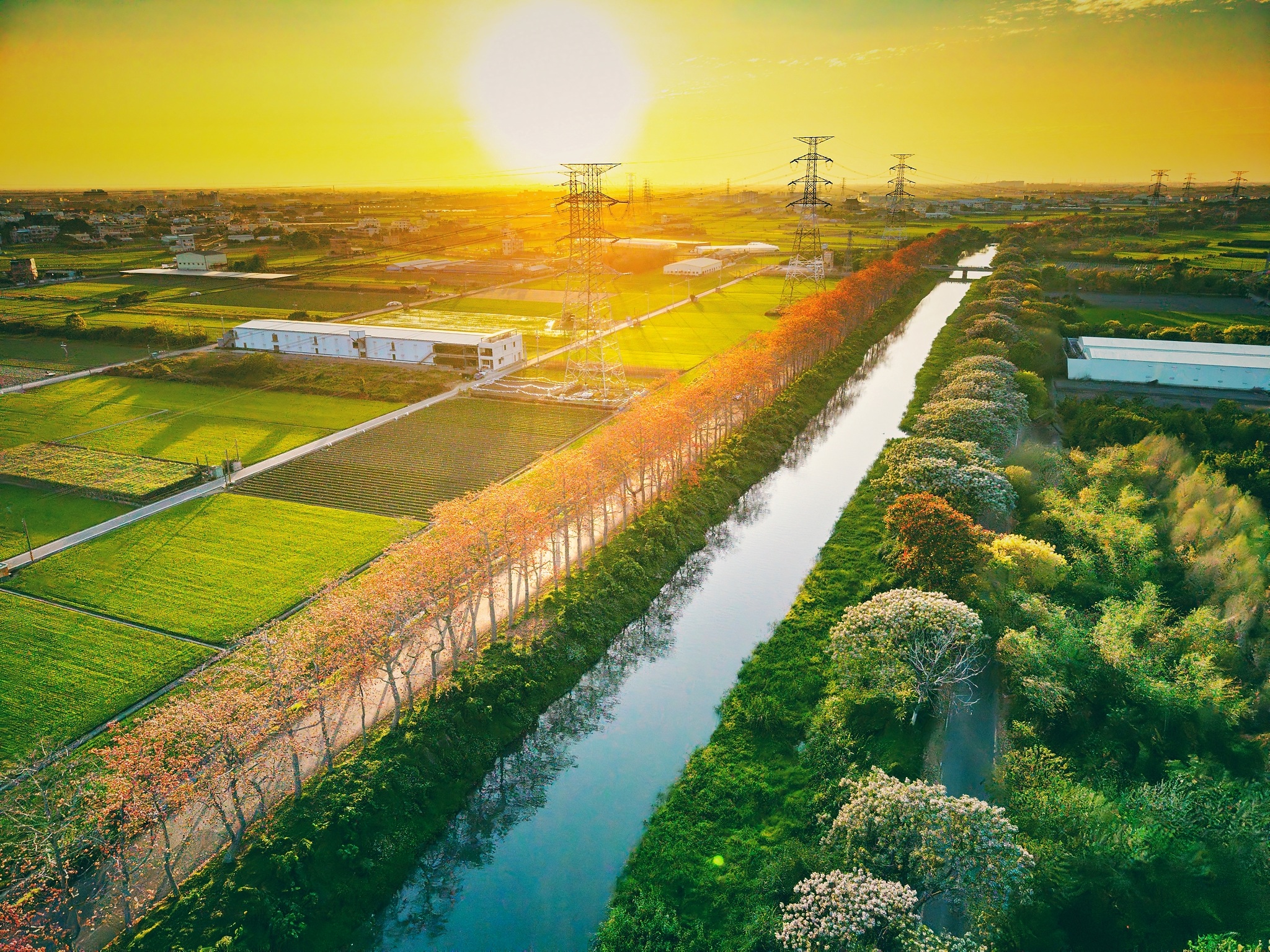 彰化の木棉の花
