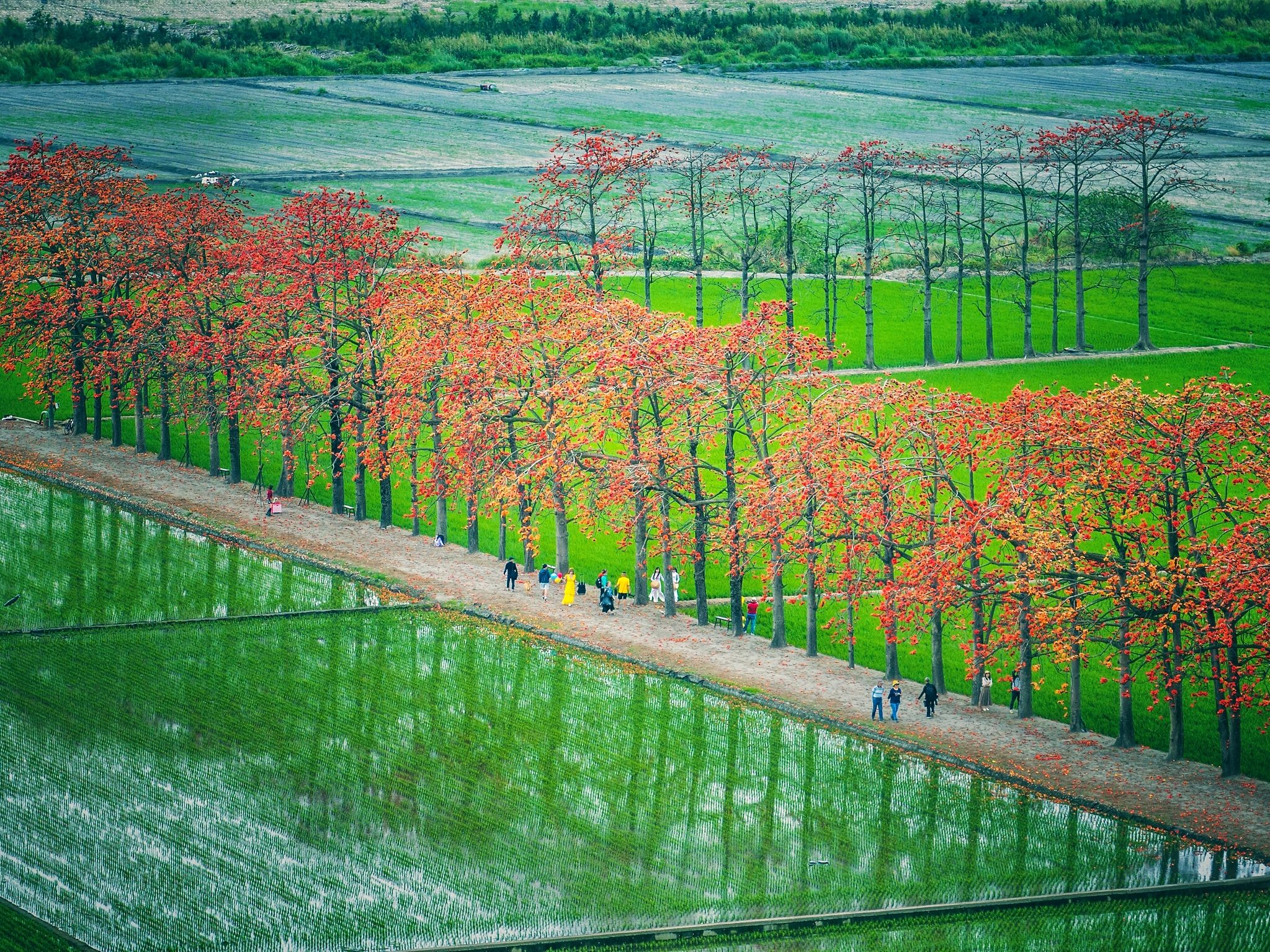彰化の木棉の花