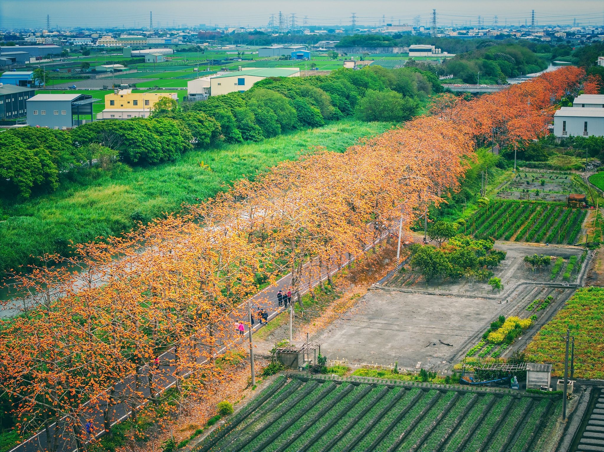 彰化の木棉の花