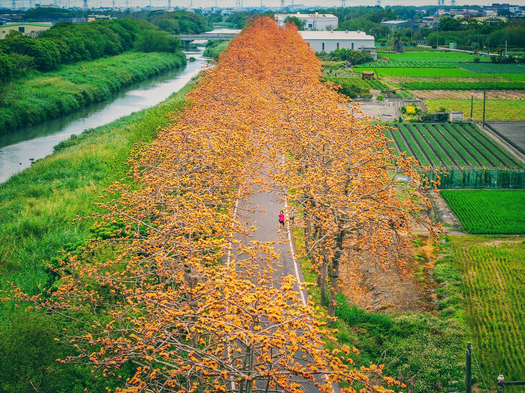 彰化の木棉の花