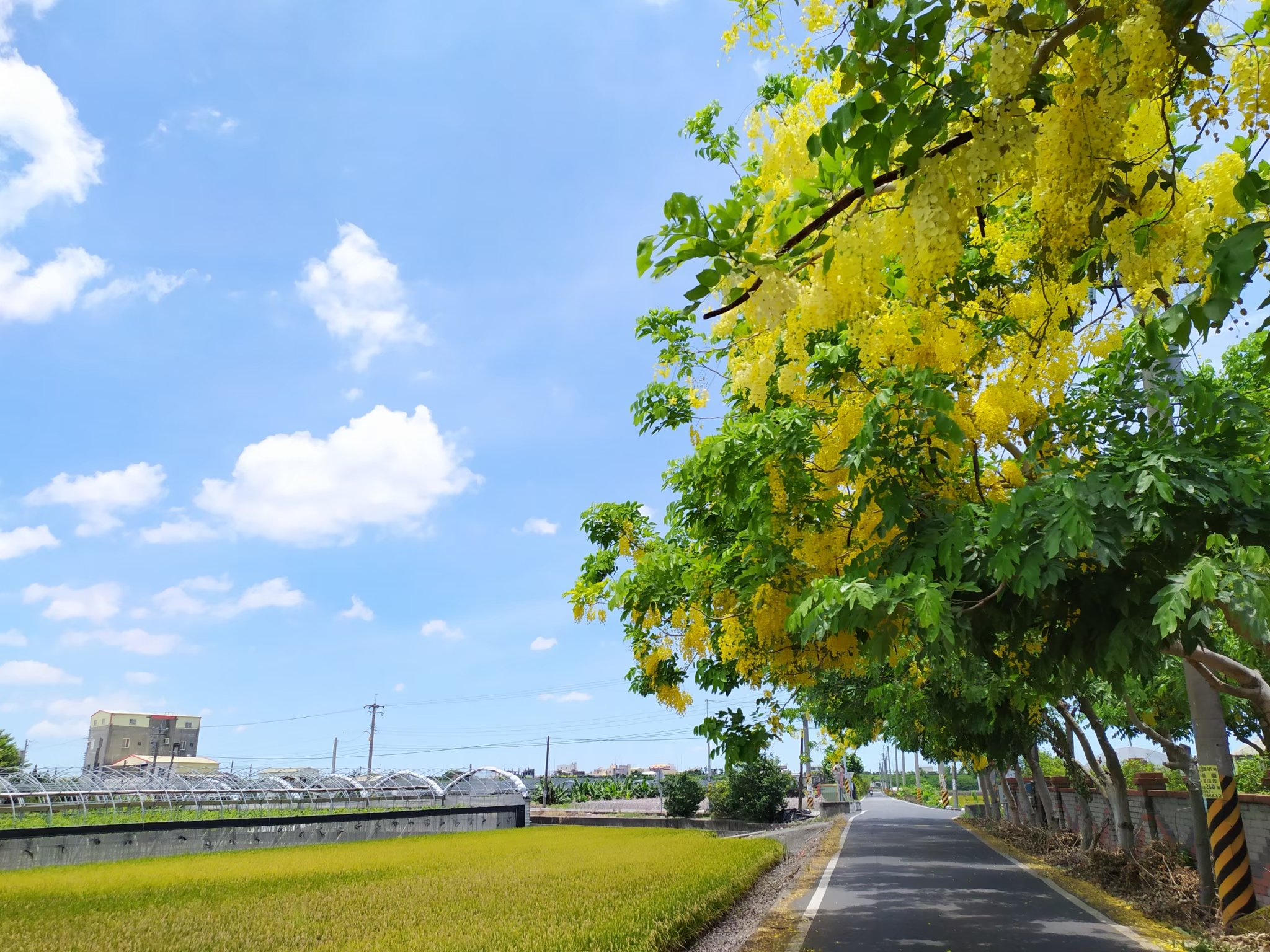 ナンバンサイカチの並木道