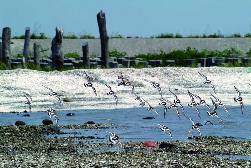 著名な 福宝湿地で鳥を観賞-2