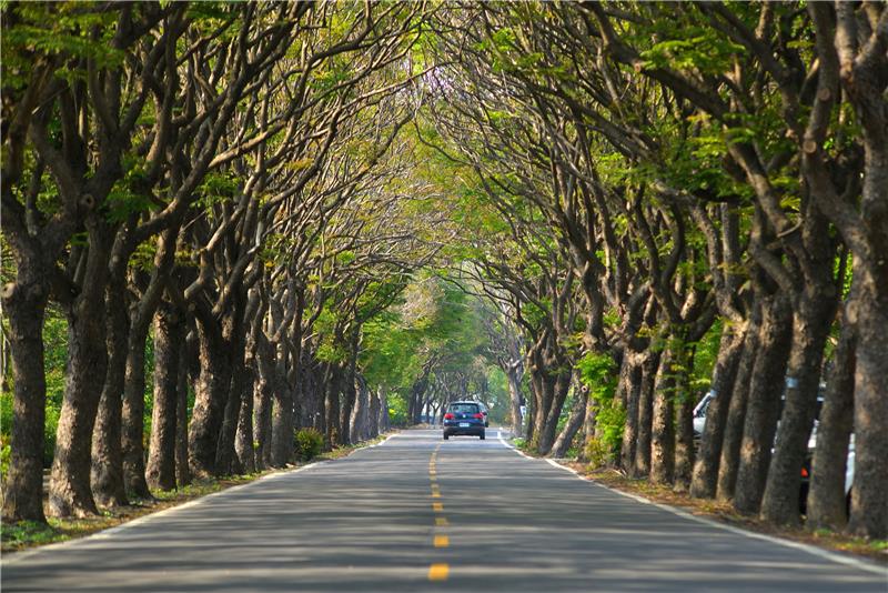 台湾欒樹・緑のトンネル