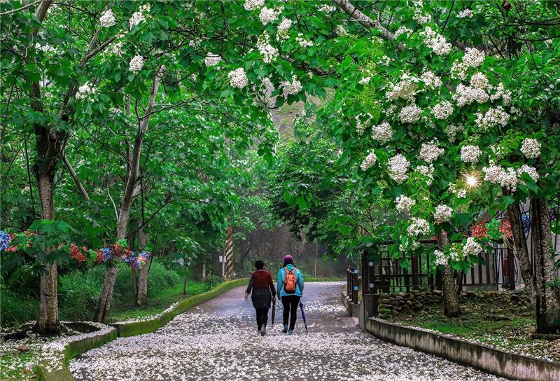 彰化油桐花の開花シーズン