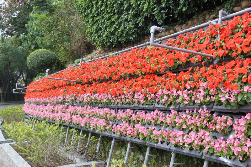 八卦山迎宾花墙