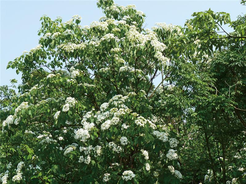 油桐花