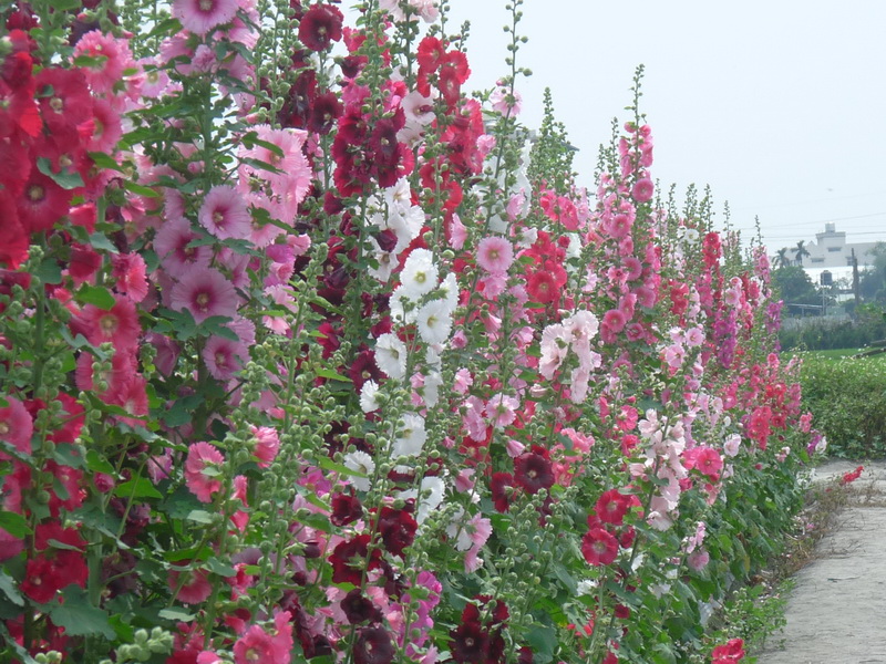 爱在员林蜀葵花观光文化季