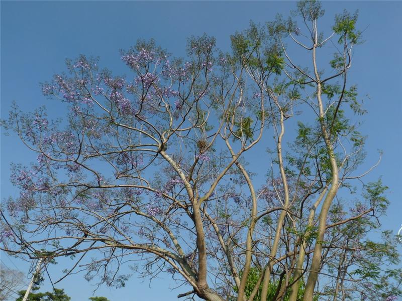 【春之花讯】春游彰化赏花趣－八卦山蓝花楹及油桐花争妍绽放