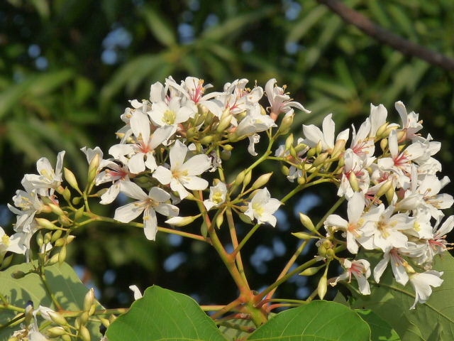 彰化福田小区桐花