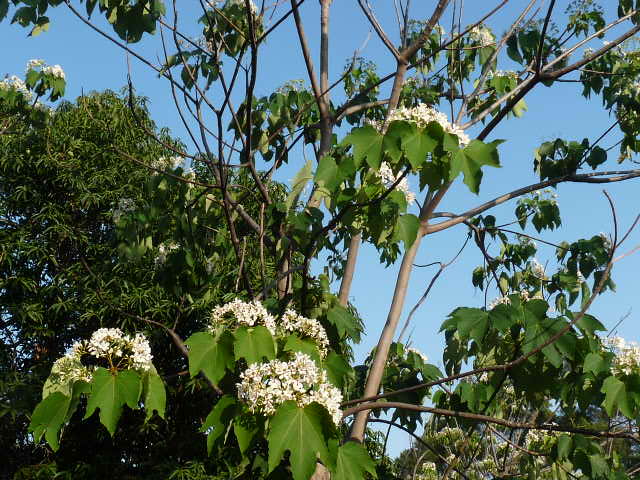 彰化福田小区桐花