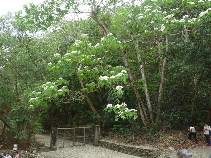 【春之花讯】八卦山游桐趣－油桐花海四月雪如诗如画