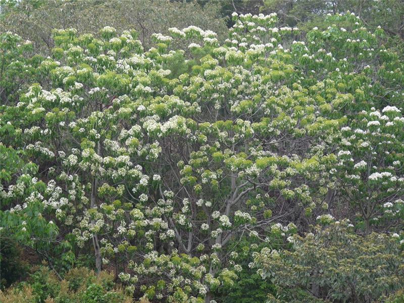 139县道山谷油桐花