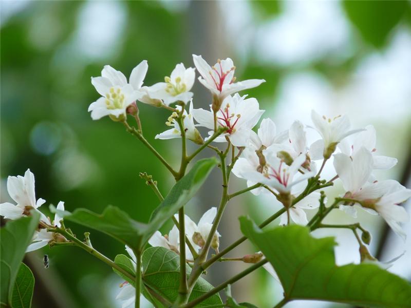 油桐花