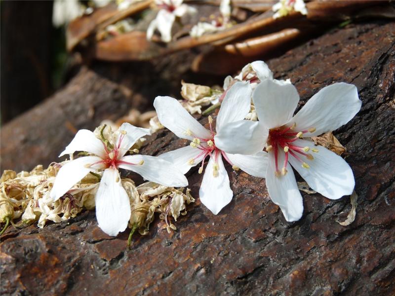 油桐花