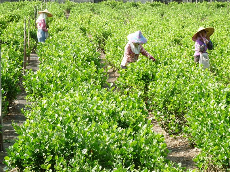 【夏之花讯】揪恁游赏茉莉花的故乡 花坛茉莉花香浪漫情