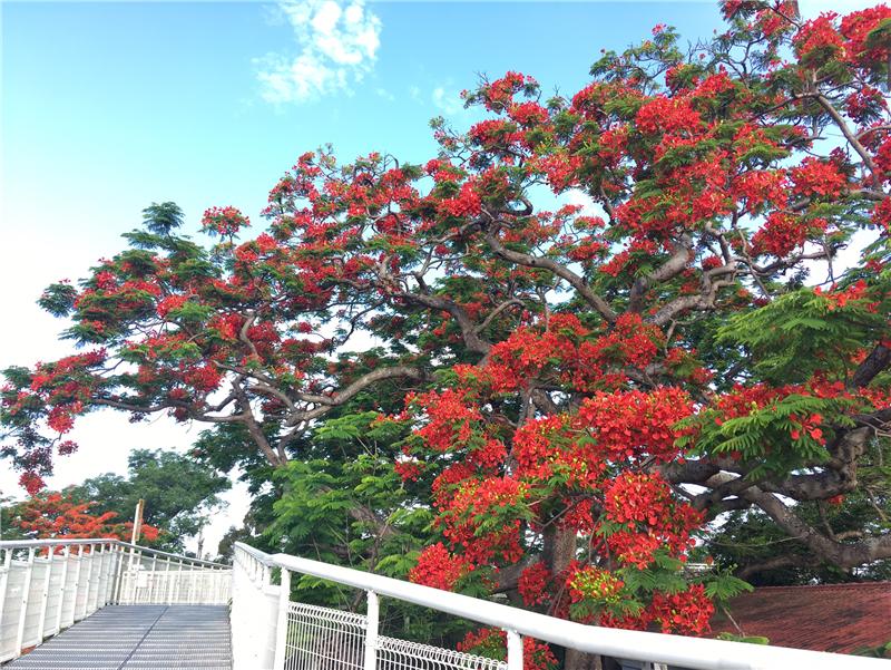 八卦山天空步道-凤凰花