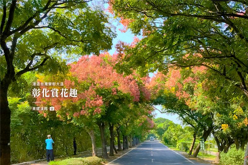 【彰化秋分赏花趣】-台湾栾树变装秀