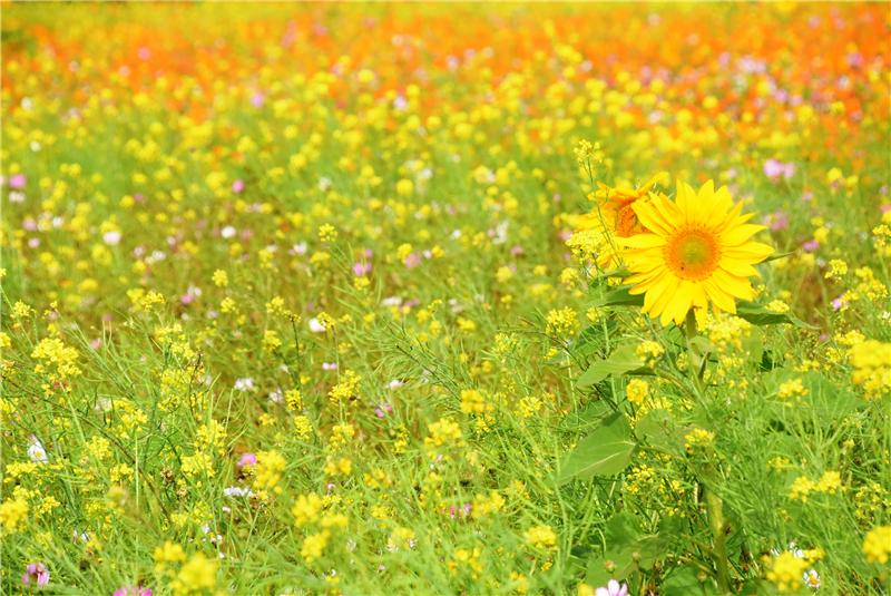 花海