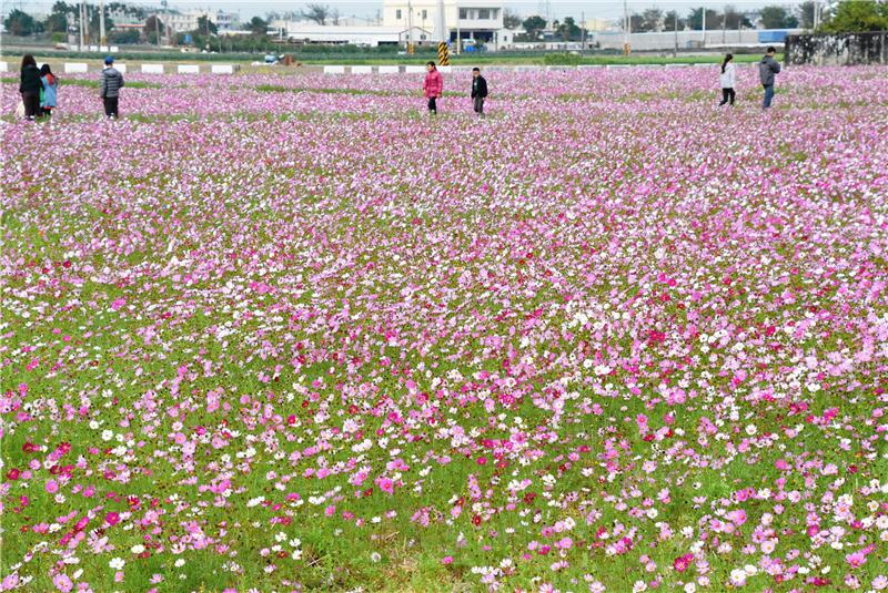 花海