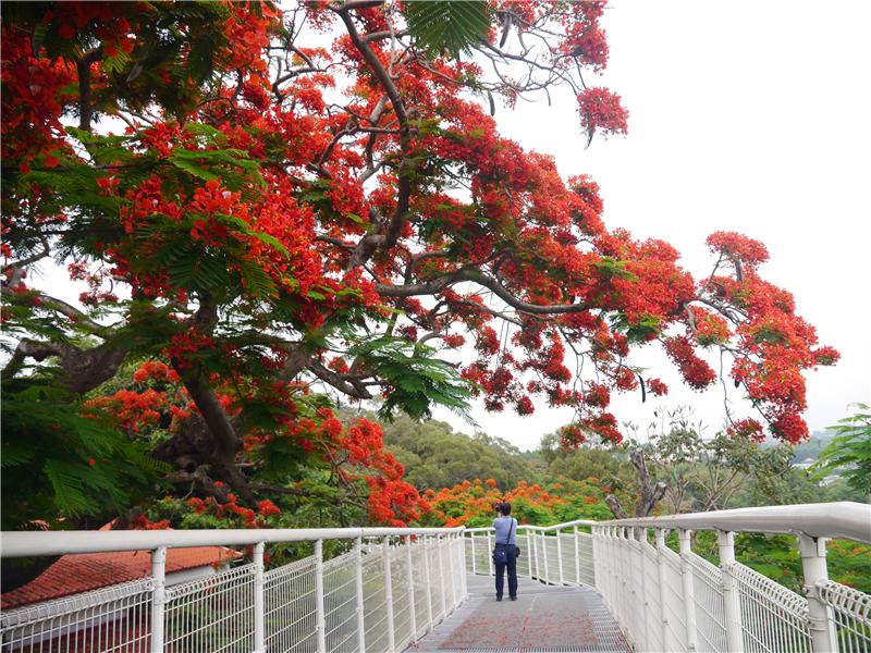 【夏之花讯】凤凰花盛开宣告毕业的季节来临