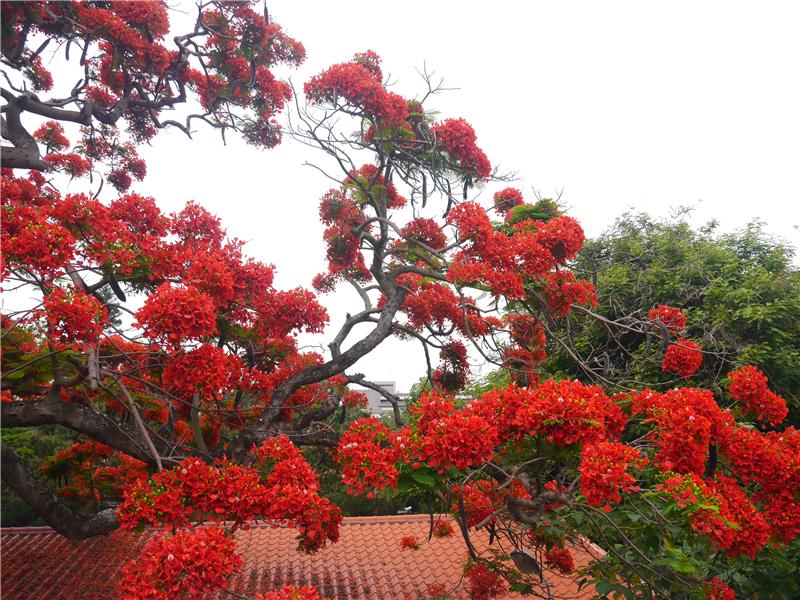 凤凰花盛开