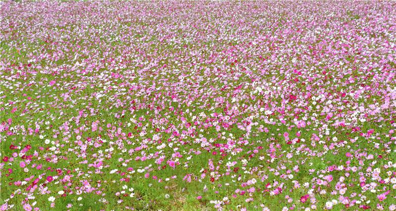 春游彰化农田花海第三场登场-彰化县埔盐乡南新农村花海艺术节