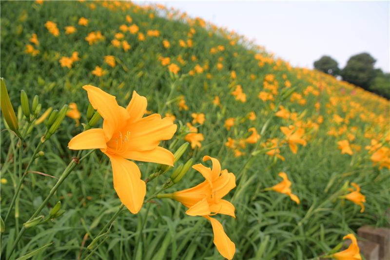 彰化之美 花坛虎山岩金针花海 欢迎来赏花、看古迹