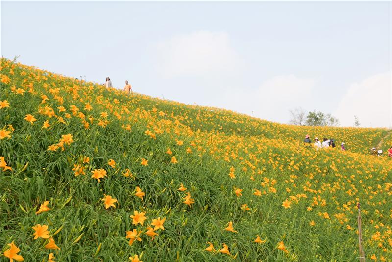 彰化之美 花坛虎山岩金针花海 欢迎来赏花、看古迹