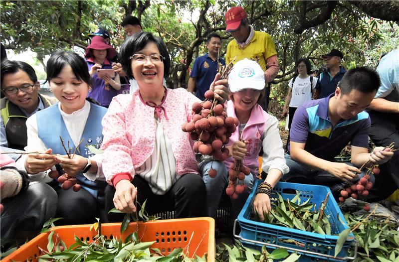 王县长到芬园关心彰化县荔枝产销情形 食在地、享当季 欢迎来彰化县游玩体验采果趣