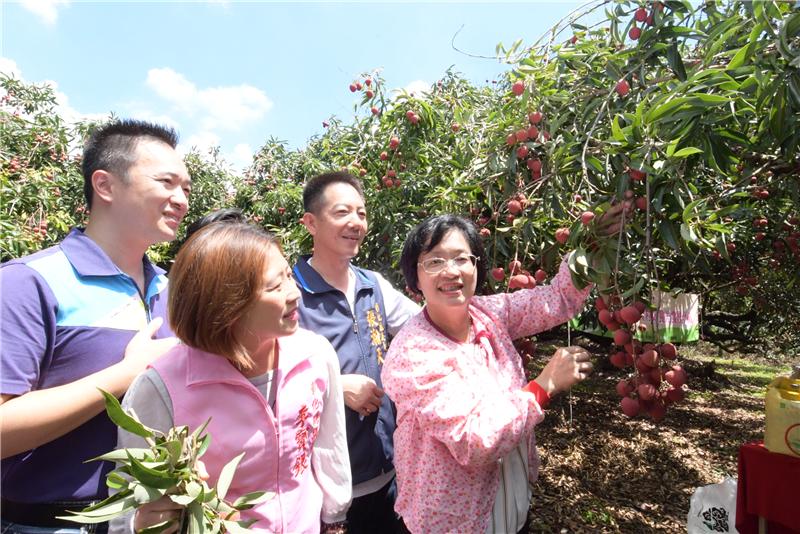 王县长到芬园关心彰化县荔枝产销情形 食在地、享当季 欢迎来彰化县游玩体验采果趣