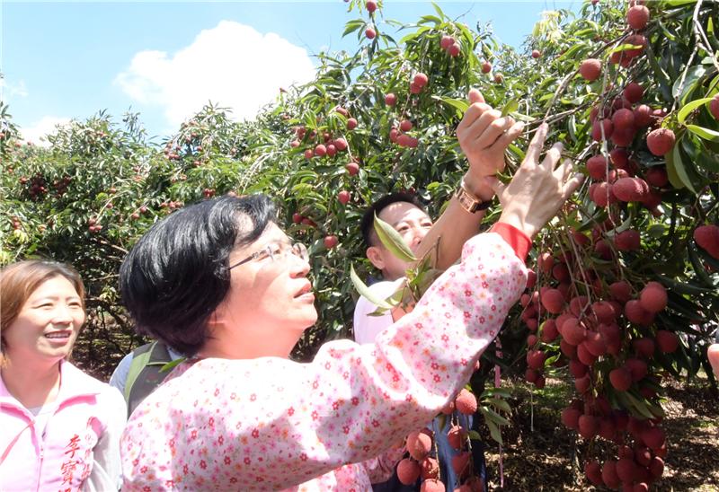 王县长到芬园关心彰化县荔枝产销情形 食在地、享当季 欢迎来彰化县游玩体验采果趣