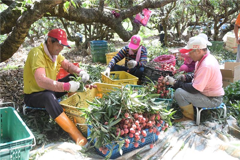 王县长到芬园关心彰化县荔枝产销情形 食在地、享当季 欢迎来彰化县游玩体验采果趣