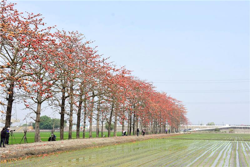 竹塘水神传说木棉花季 3月13日在竹塘乡新广村田头堤防木棉花道