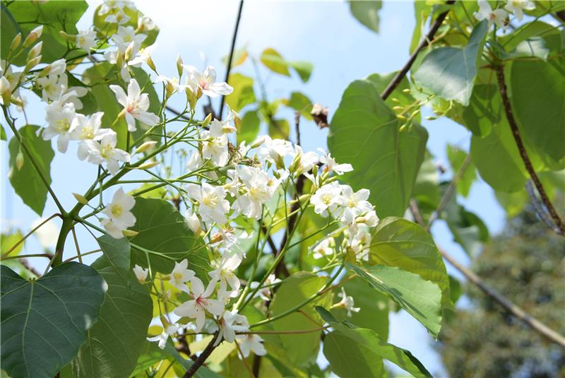 游客艺起来游桐林赏油桐花