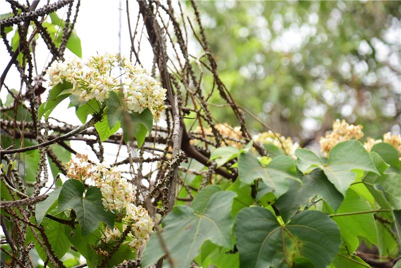 「好客员林，桐游趣」健走写生暨母亲节庆祝活动 5月8-9日在员林藤山步道登场