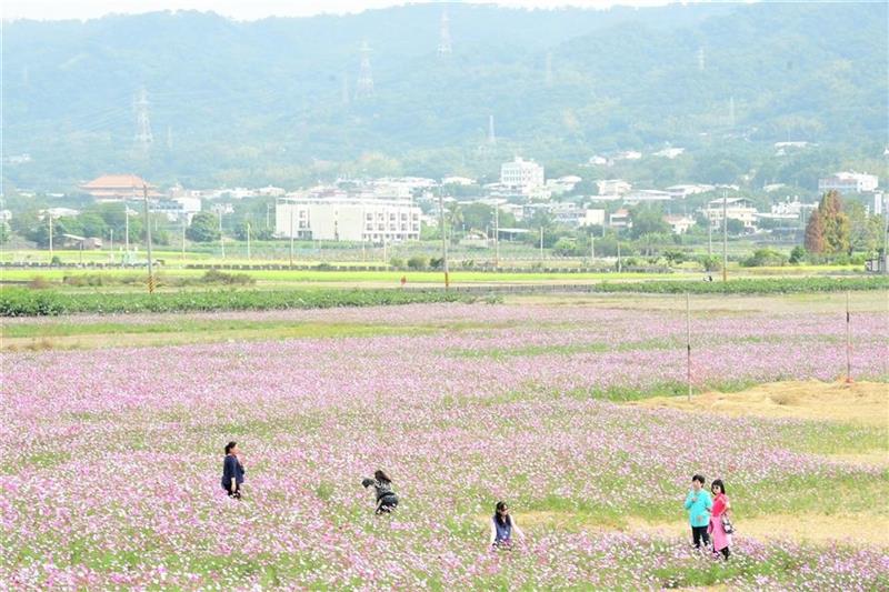 2022春游彰化赏花海