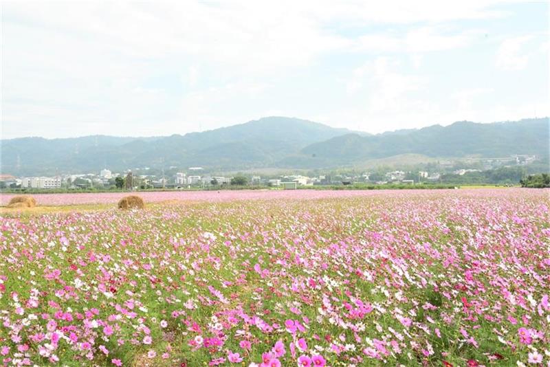 2022春游彰化赏花海