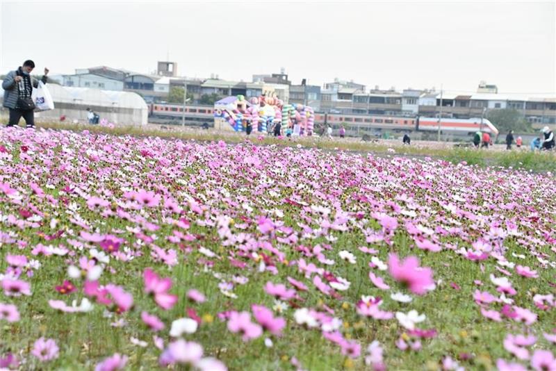 　　2022春游彰化赏花海，111年「焢吧焢焢~花坛趴兔焢」活动，于今(15 )日上午在花坛乡崙雅村花秀路316巷的农田展开，一片片花海令人惊艳，县长王惠美、花坛乡长顾胜敏、县议员顾黄水花、李宝银、花坛乡民代表会主席李政雄、崙雅社区理事长也是副主席沉文盛、花坛乡农会总干事顾碧琪等人与民众同乐，彰化县长王惠美欢迎大家春游首选来彰化赏花海。