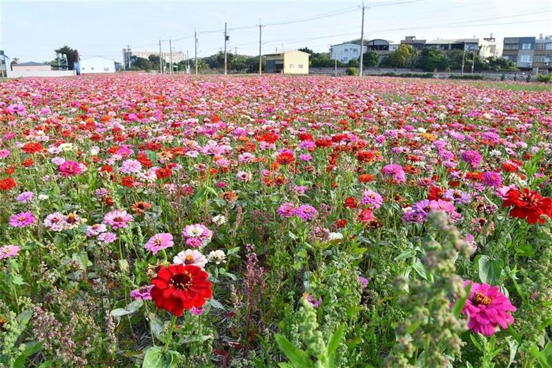 　　2022春游彰化赏花海，111年「焢吧焢焢~花坛趴兔焢」活动，于今(15 )日上午在花坛乡崙雅村花秀路316巷的农田展开，一片片花海令人惊艳，县长王惠美、花坛乡长顾胜敏、县议员顾黄水花、李宝银、花坛乡民代表会主席李政雄、崙雅社区理事长也是副主席沉文盛、花坛乡农会总干事顾碧琪等人与民众同乐，彰化县长王惠美欢迎大家春游首选来彰化赏花海。