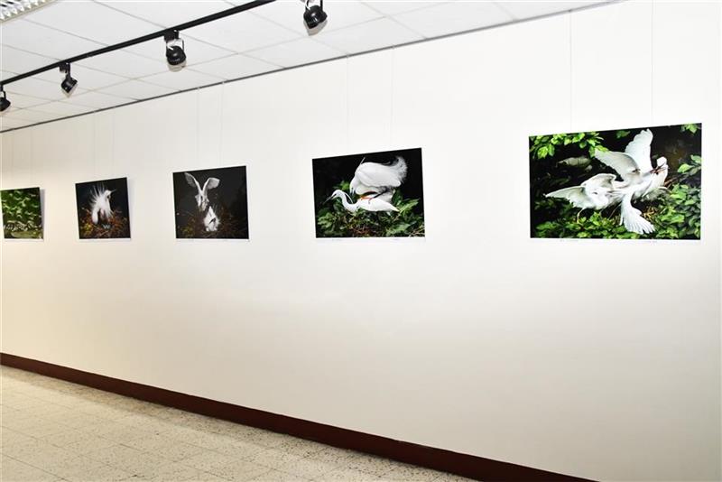  县府艺廊展出江村雄老师 「白鹭与小鸊鷈系列作品」 欢迎欣赏