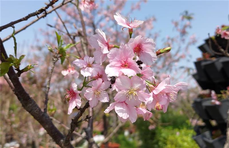 春暖花开 来彰化就对了