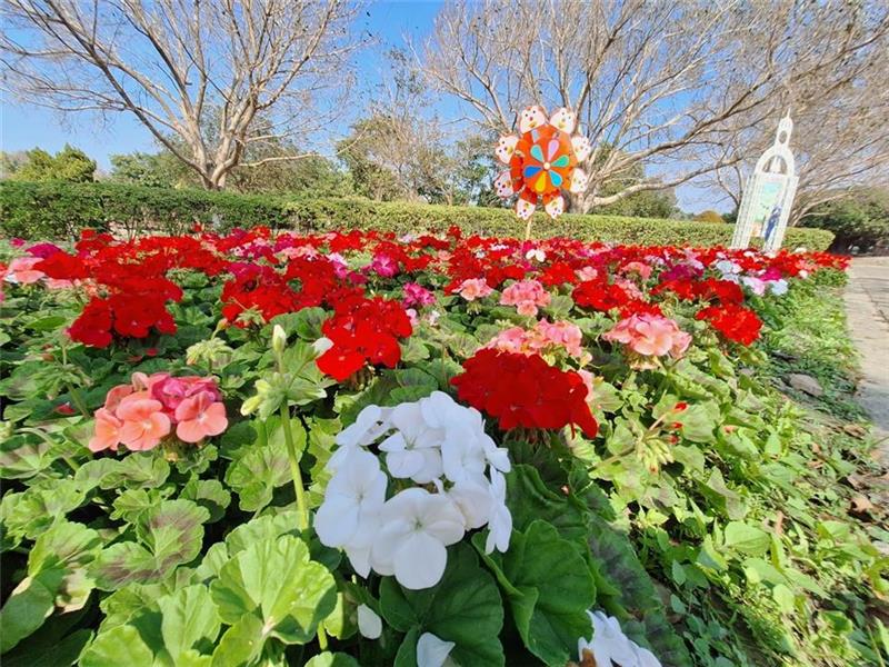 白天赏花 夜间赏灯 彰化走春过新年