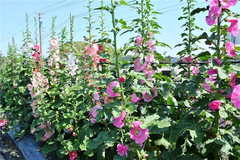 2025员林蜀葵花季 春暖花开 百花盛开 欢迎来赏花