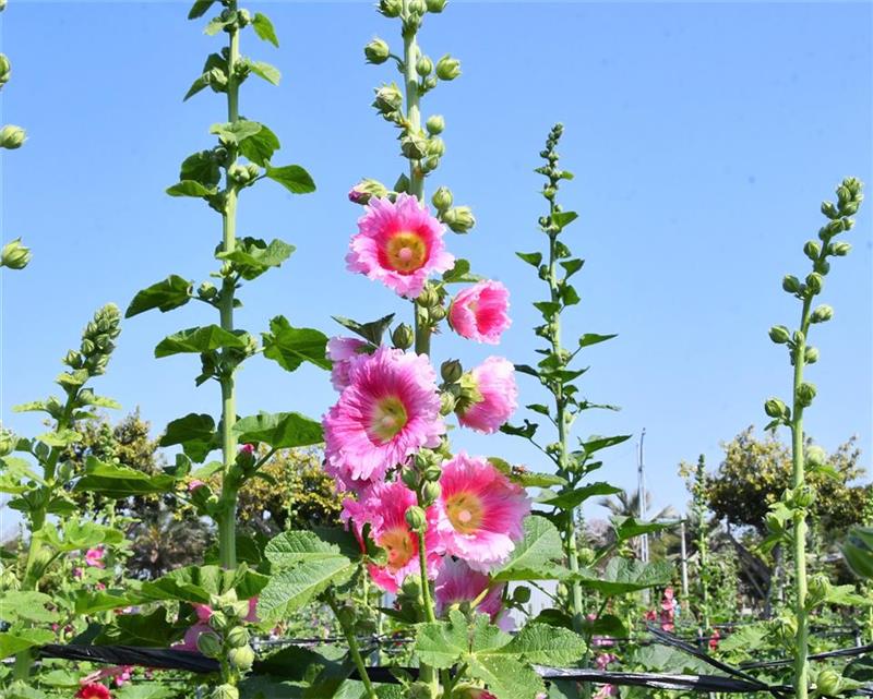 2025员林蜀葵花季 春暖花开 百花盛开 欢迎来赏花