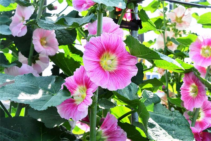 2025员林蜀葵花季 春暖花开 百花盛开 欢迎来赏花