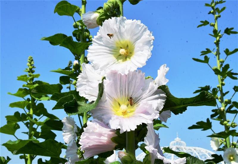 2025员林蜀葵花季 春暖花开 百花盛开 欢迎来赏花