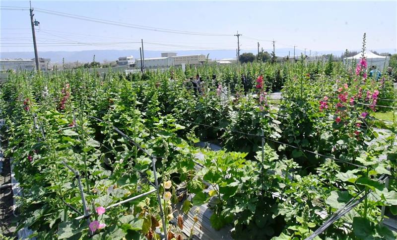 2025员林蜀葵花季 春暖花开 百花盛开 欢迎来赏花