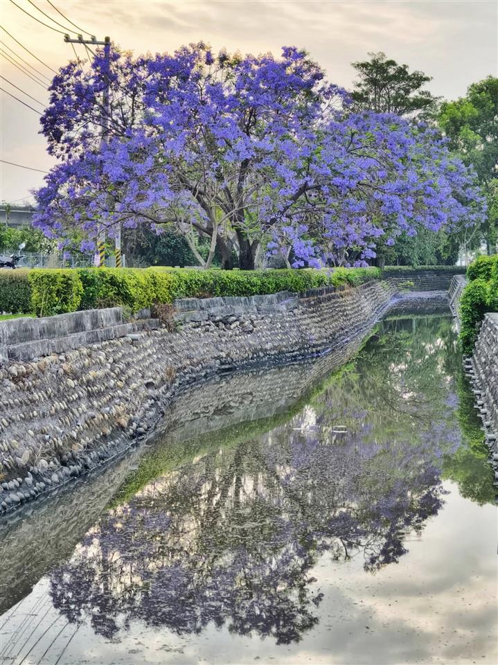 追花趣！彰化初夏多样花卉接力绽放 花季浪漫启程